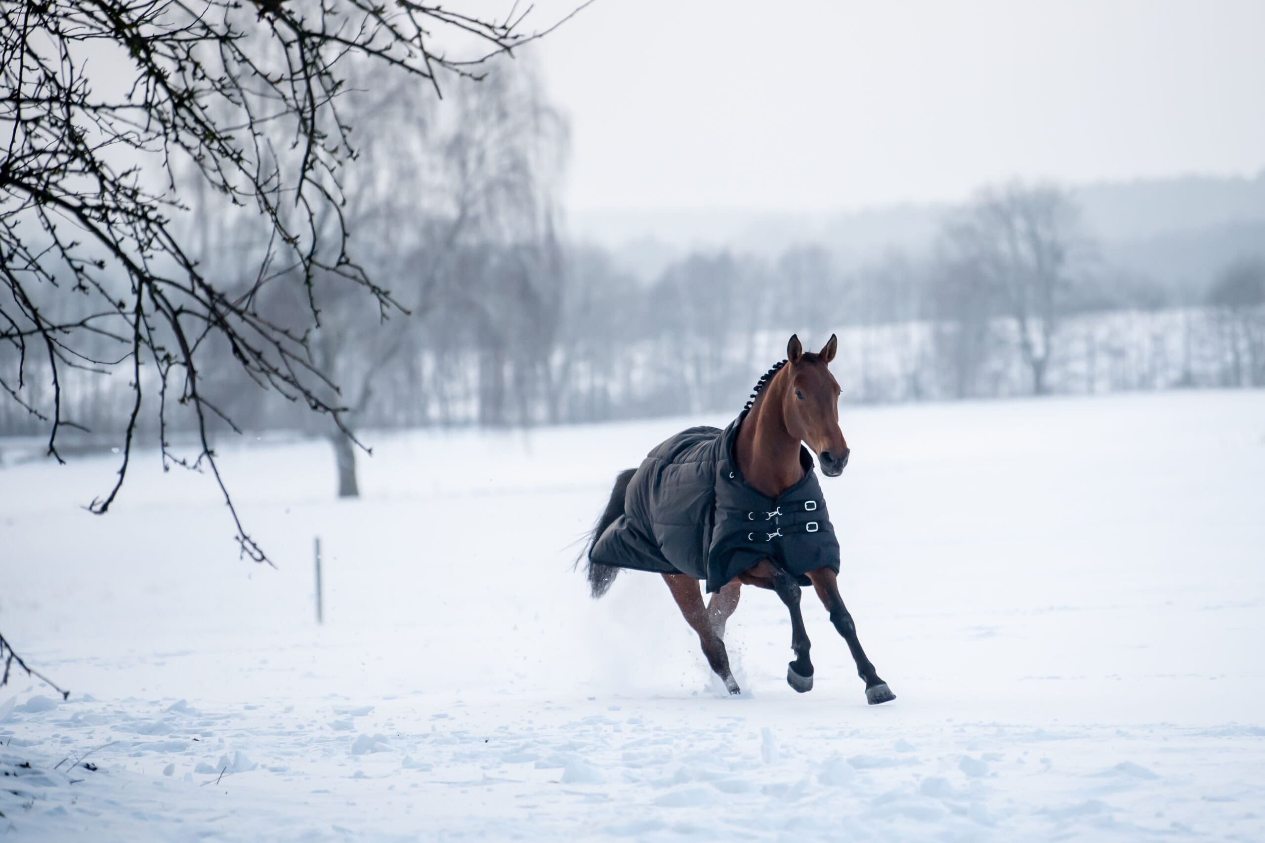 Pferdedecke Winter schwarz Torpol